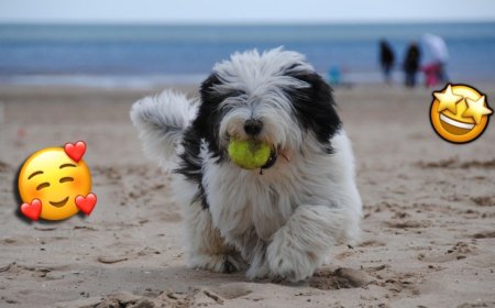 Video viral: perro invita a desconocidos a lanzar su pelota en una playa y enternece a las redes