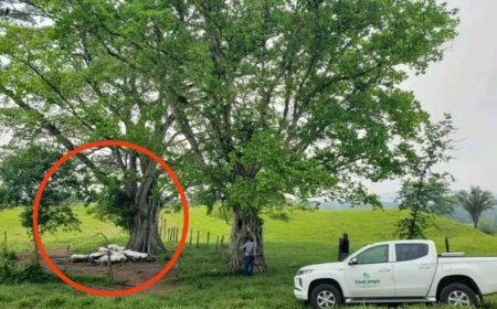 Mueren 14 vacas tras ser impactadas por un fuerte rayo durante tormenta | IMÁGENES FUERTES