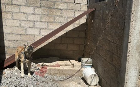 En 9 meses, Fiscalía de Michoacán ha rescatado a más de 300 animales víctimas de maltrato y crueldad
