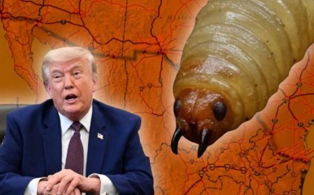 Ganaderos exigena a México pagarle a Trump con su propia moneda ante caso de gusano barrenador en EU