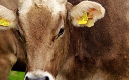 México y EU suspenden importación de animales vivos por gusano barrenador