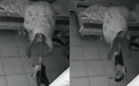 Perrito es arrastrado por supuesta entidad demoníaca en la habitación de sus dueños | VIDEO