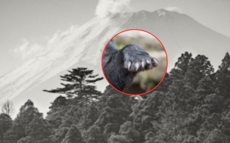 Hallan cabeza de anciano que fue a recoger hongos; alertan por animal salvaje suelto por otros ataques