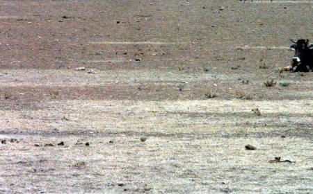 ¿Qué Estados podrían tener sequías extremas en la canícula 2026 por 'El Niño Godzilla'?