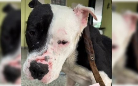 Pitbull rescatado de presunto maltrato busca una segunda oportunidad en adopción