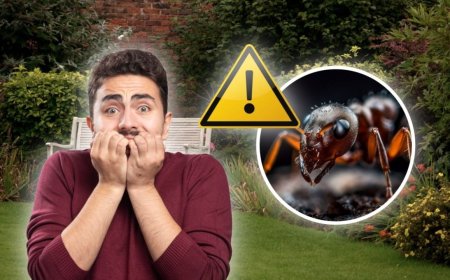 Alertan por la propagación de esta peligrosa especie invasora: su picadura es potencialmente mortal