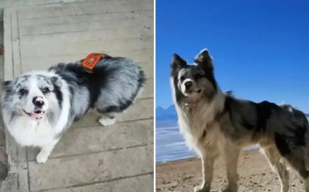 Perrito “influencer” fue secuestrado, vendido por 450 pesos y servido en un restaurante