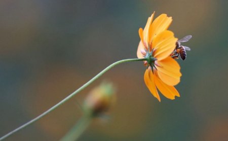 La UNAM crea una trampa acústica que hace levitar moscas y abejas