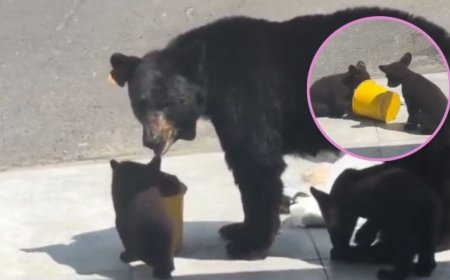 Tierno gesto: vecinos de Monterrey ofrecen agua en una cubeta a una osa y sus cachorros ante el calor extremo | VIDEO