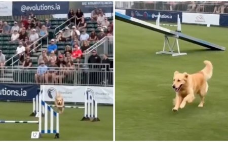 Video viral: perro deja carrera de obstáculos para nadar y enternece a las redes