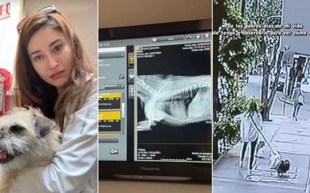 Fernanda Blaz revela que su perrita cayó desde un edificio, ¿cuál es el estado de salud de su mascota?