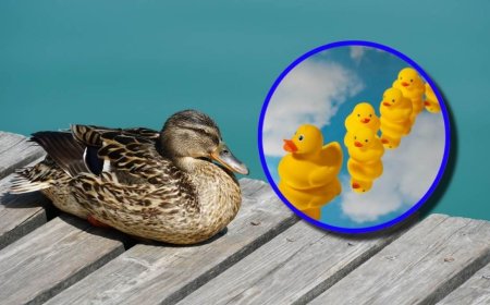 Qué significan los patos en tu casa según la espiritualidad