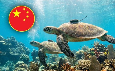 China alerta sobre “animales espía”: asegura que tortugas y peces son usados para recopilar información confidencial