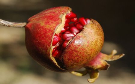 ¡Granada, la fruta perfecta! conoce la razón aquí