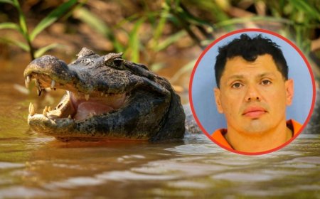 Hombre intenta escapar de la policía lanzándose a un pantano y es atacado por un caimán | VIDEO