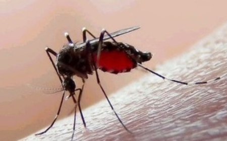 Contiene Edomex casos de dengue durante temporada de lluvias