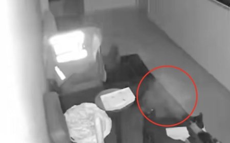 Cámara capta a supuesto gato fantasma visitando a sus hermanos en la casa donde solía vivir | VIDEO