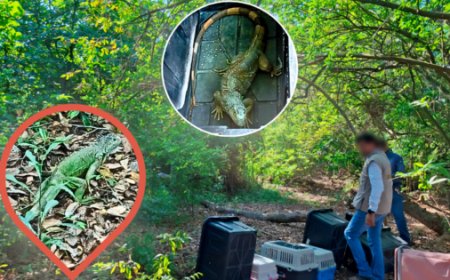 ¡Rescate exitoso! 19 iguanas protegidas vuelven a la naturaleza en Michoacán