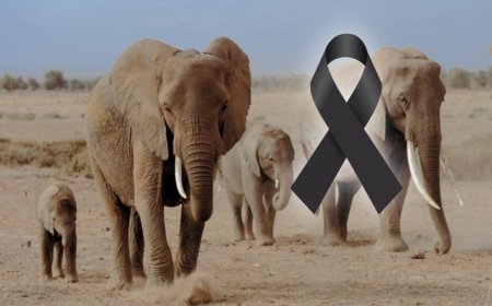 Madre muere pisoteada por un elefante mientras llevaba a sus hijos a la escuela